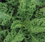 Kale, Halbhoher Gruner Krauser