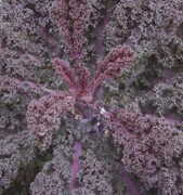 Kale, Scarlet