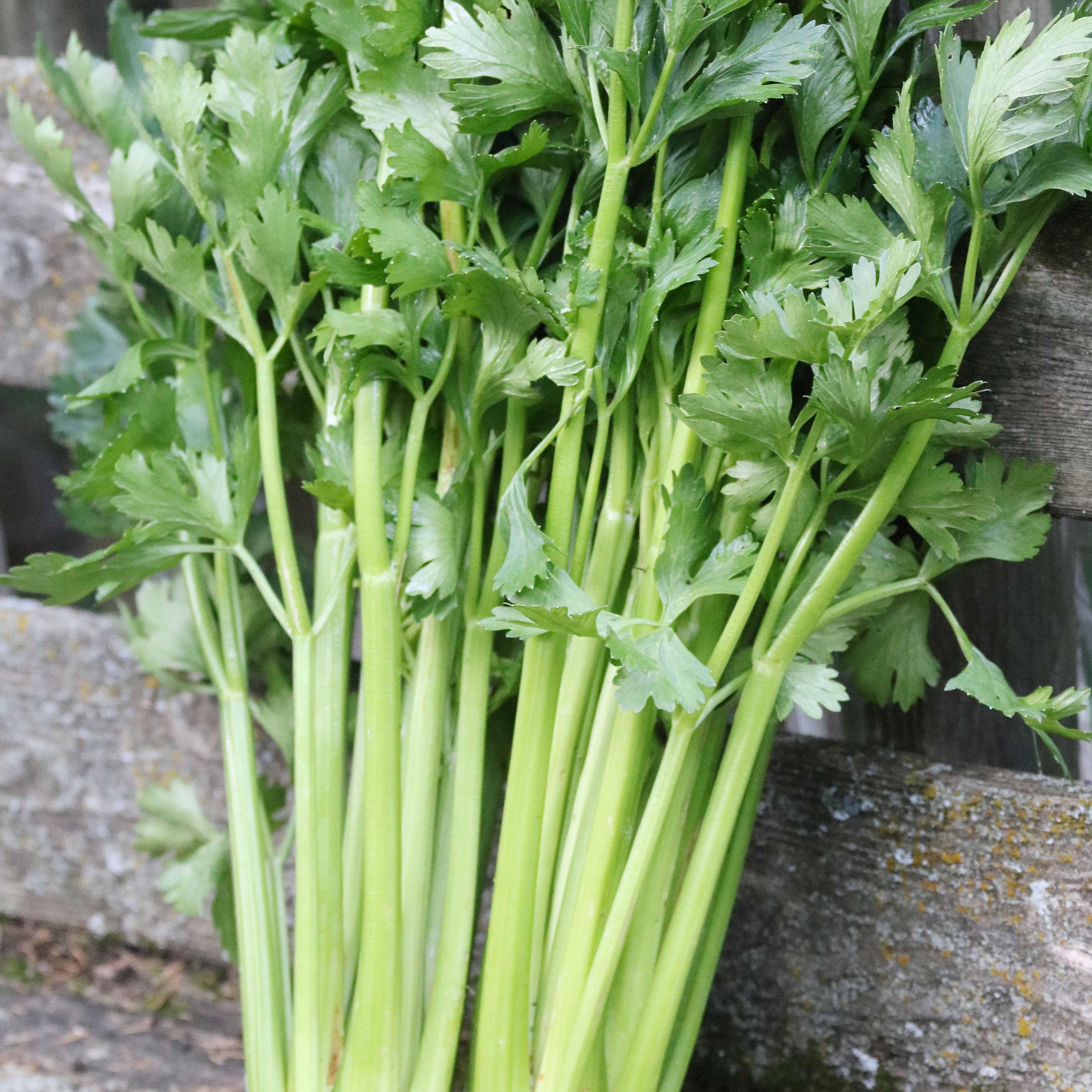 Celery, Tall Utah