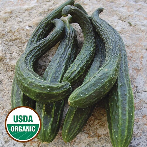 Cucumber, Suyo Long