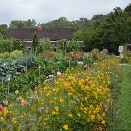 Flower, Bee Feed Mix