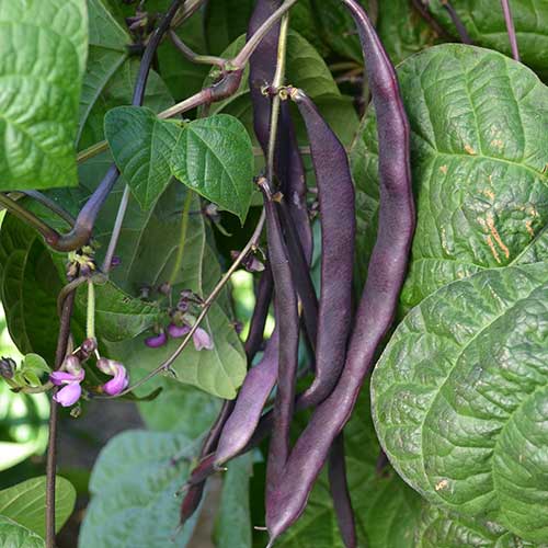 Bean, Purple Podded Pole