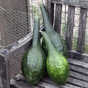 Gourd, Dinosaur