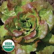 Lettuce, Grandma Hadley's