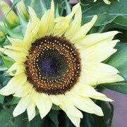 Sunflower with light yellow petals