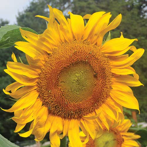 Mammoth Russian Sunflower