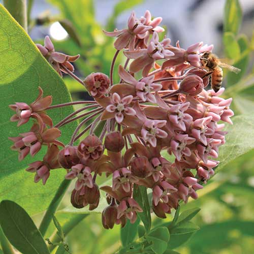 Prairie, Common Milkweed