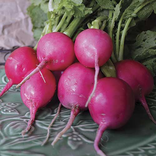 Radish, Pink Lady Slipper