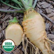 Rutabaga, Cairns Family Heirloom