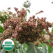 Williams Sorghum