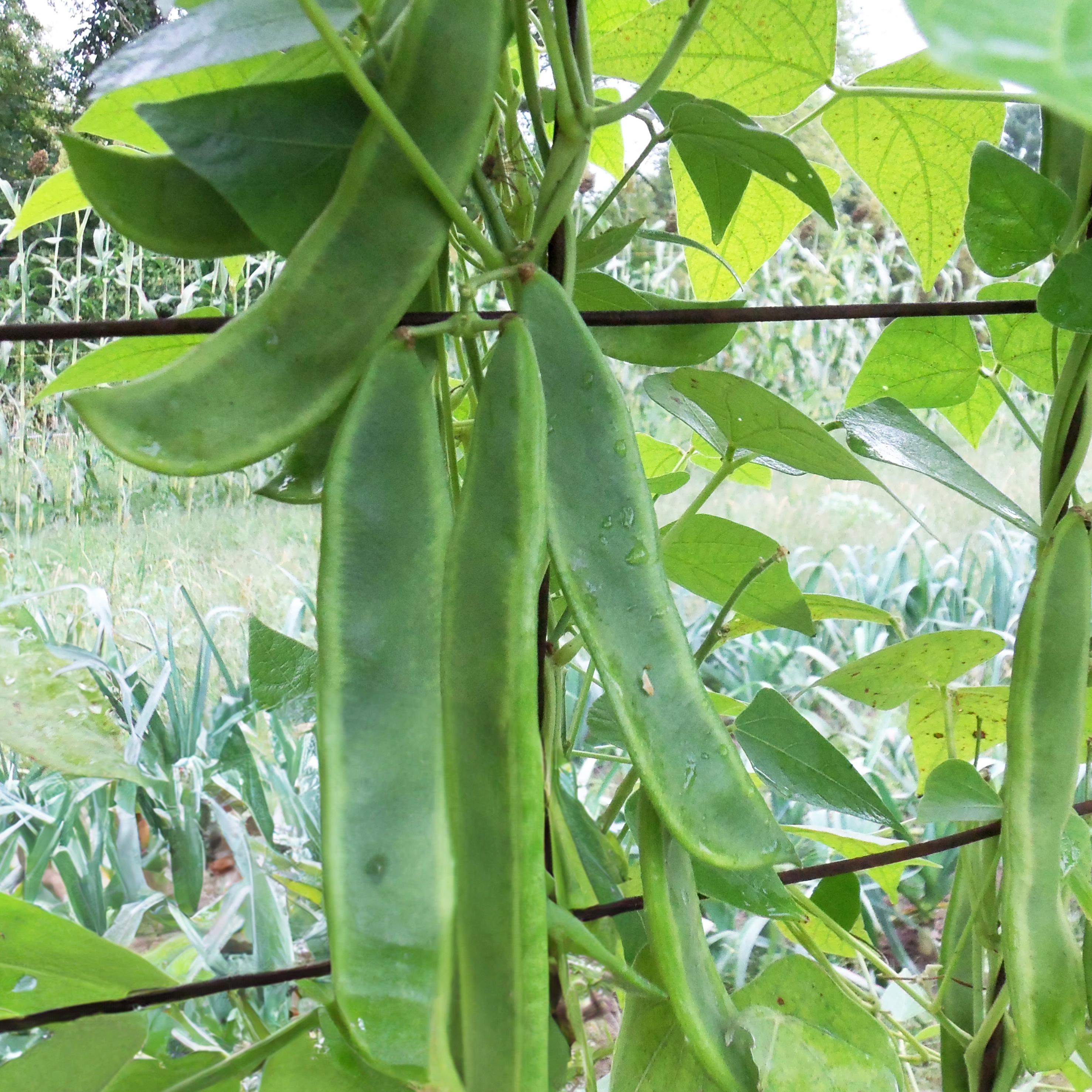 Lima Bean, German Butterbean (organ