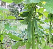 Green lima bean plant on a fence