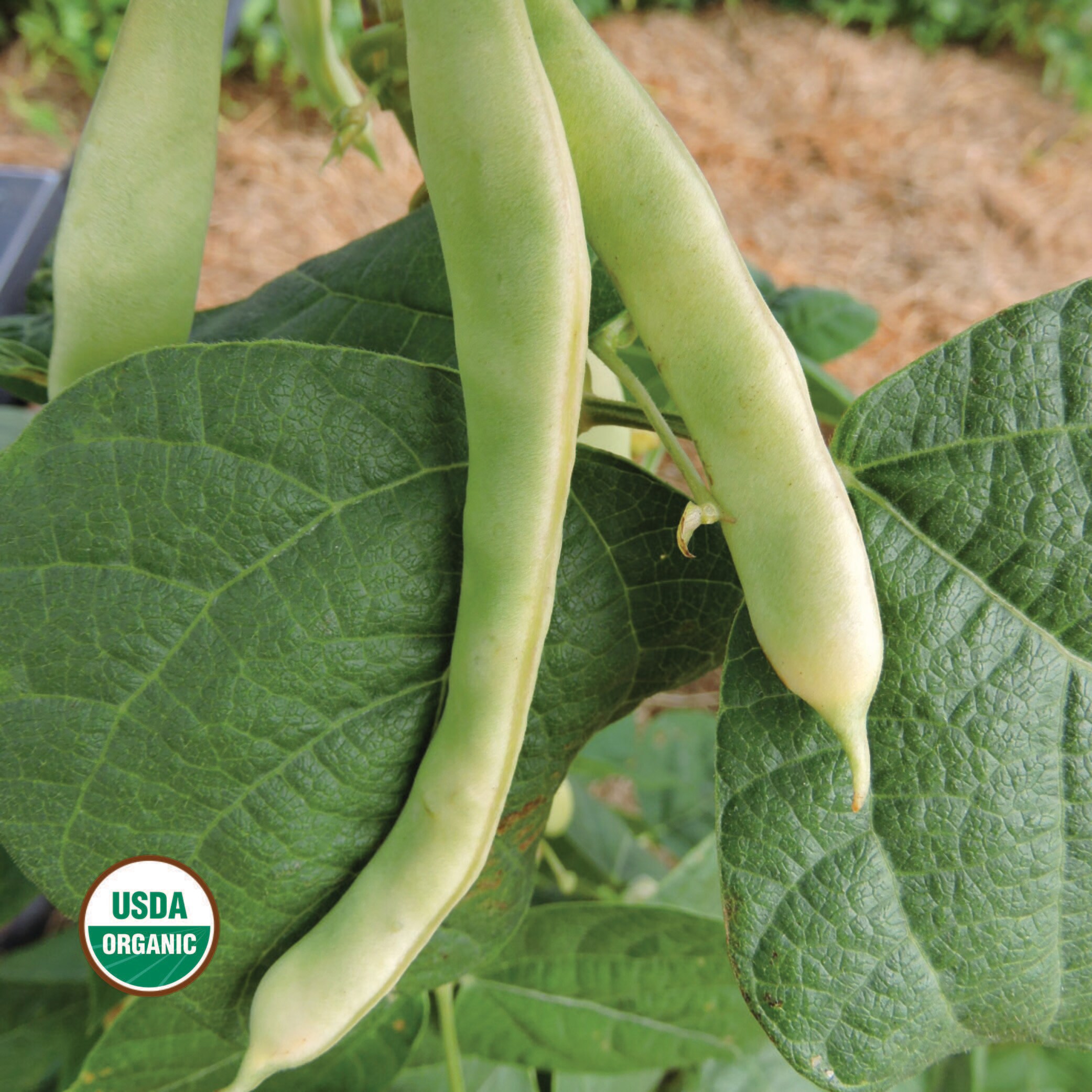 Connecticut Wonder Bean