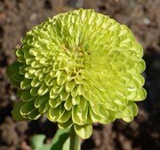 Envy Zinnia