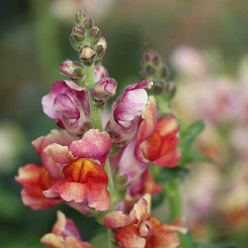 Flower, Tetra Mix Snapdragon