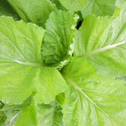 Feaster Family Heirloom Mustard