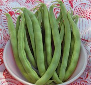 Bean, Kentucky Wonder Bush