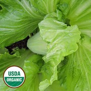 Leaf Heading Mustard