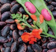 Runner Bean, Scarlet