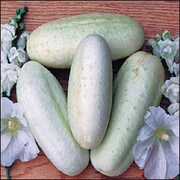 Four White Wonder cucumbers