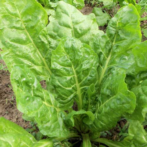 Chismahoo Swiss Chard