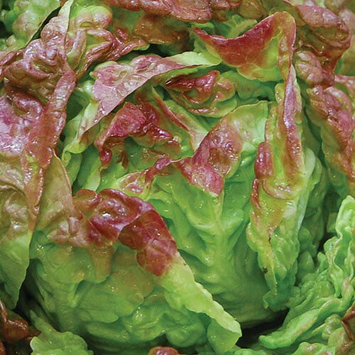 Lettuce, Merveille des Quartre Sais