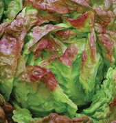 Lettuce, Merveille des Quartre Sais