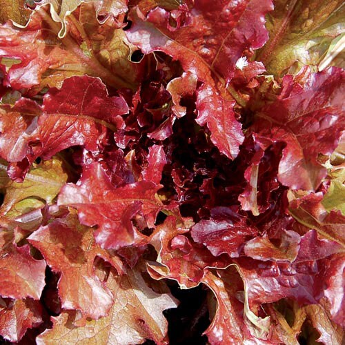 Lettuce, Red Salad Bowl