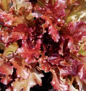 Lettuce, Red Salad Bowl