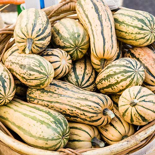 Honey Boat Delicata Squash