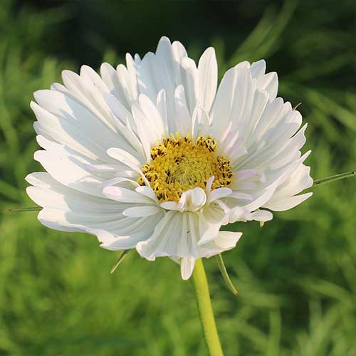 Fizzy White Cosmos Flower