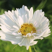 Fizzy White Cosmos Flower