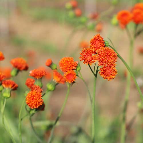 Scarlet Magic Tassel Flower