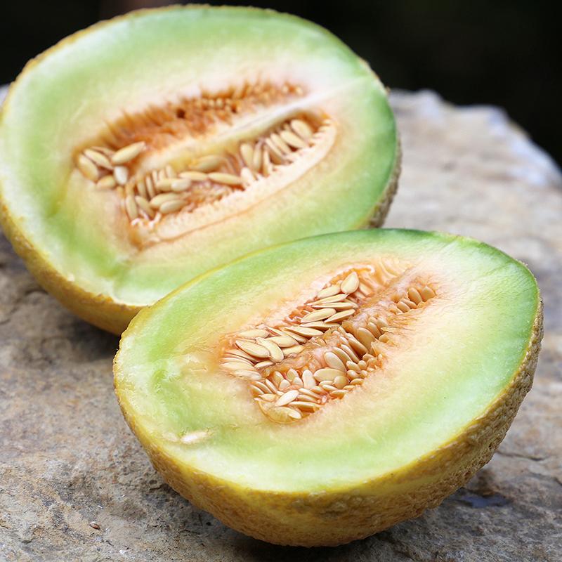 Fordhook Gem Melon