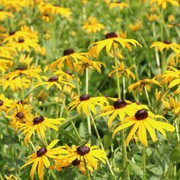 Black-Eyed Susan