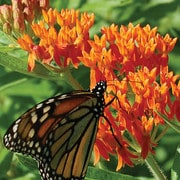 Prairie, Butterflyweed