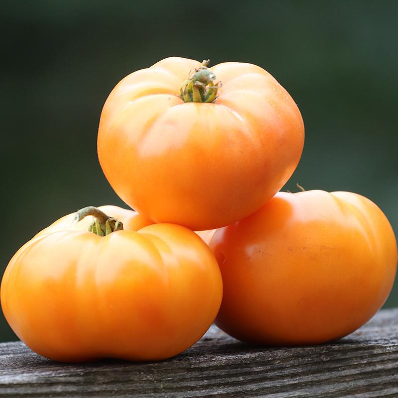 Oma's Orange Tomato