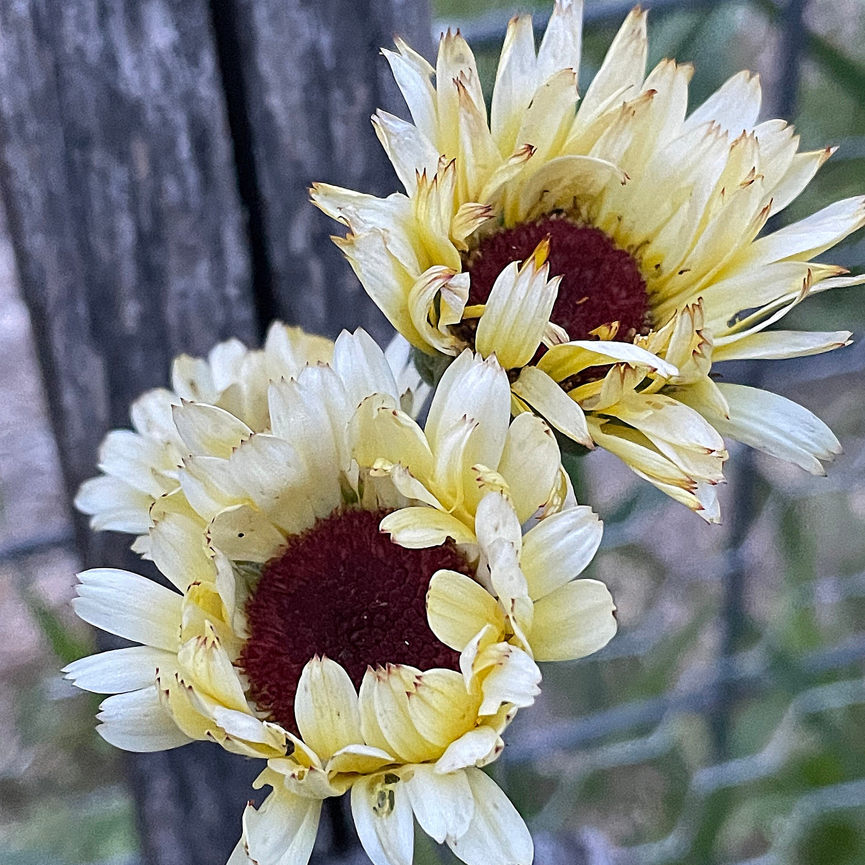 Ivory Princess Calendula