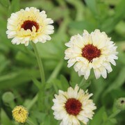 Ivory Princess Calendula