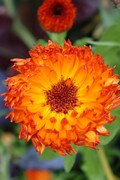 Neon calendula flower, bold orange edible variety.