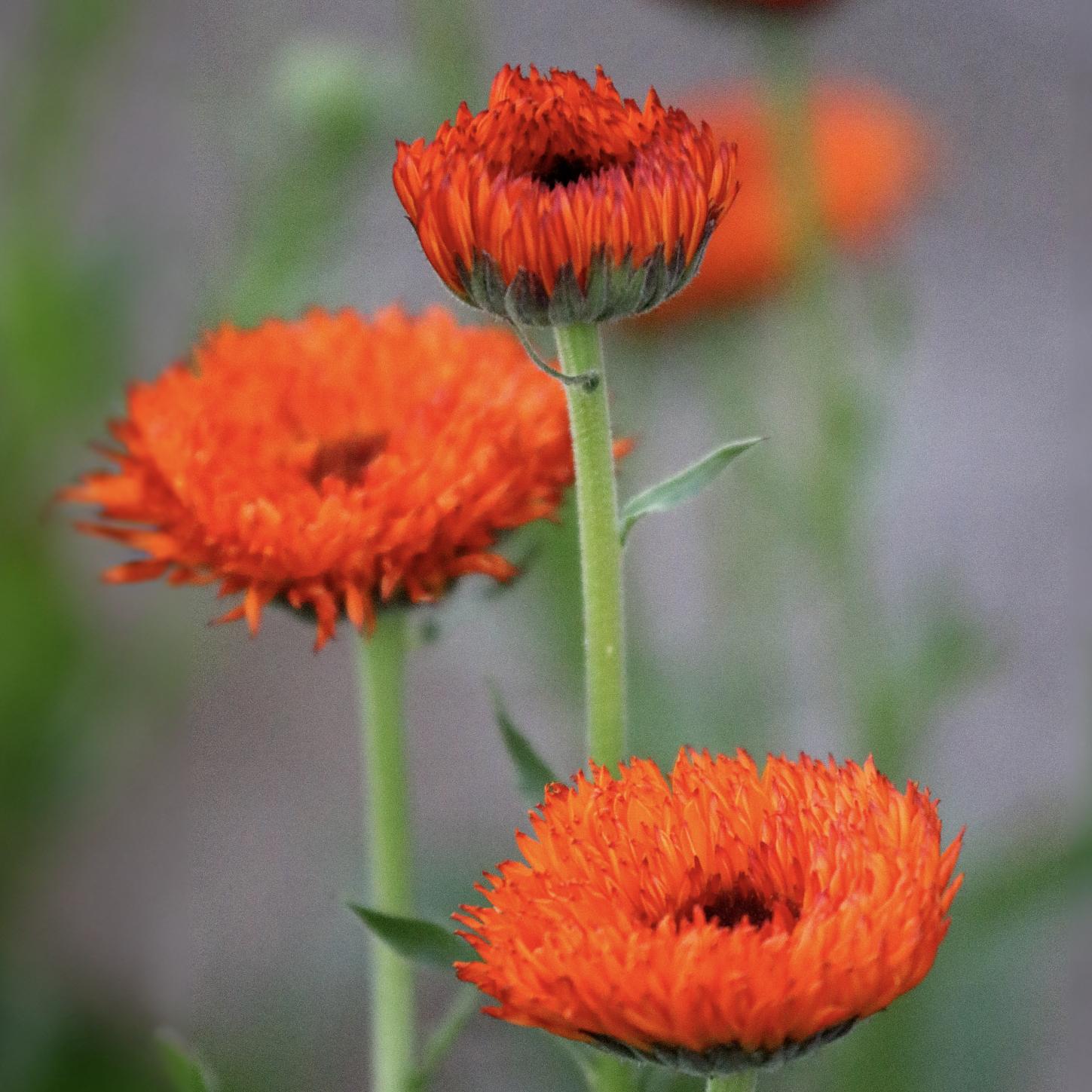 Neon Calendula