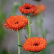 Neon Calendula