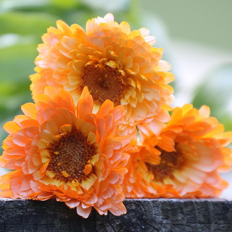 Pink Surprise Calendula