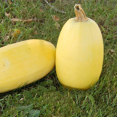 Spaghetti Squash