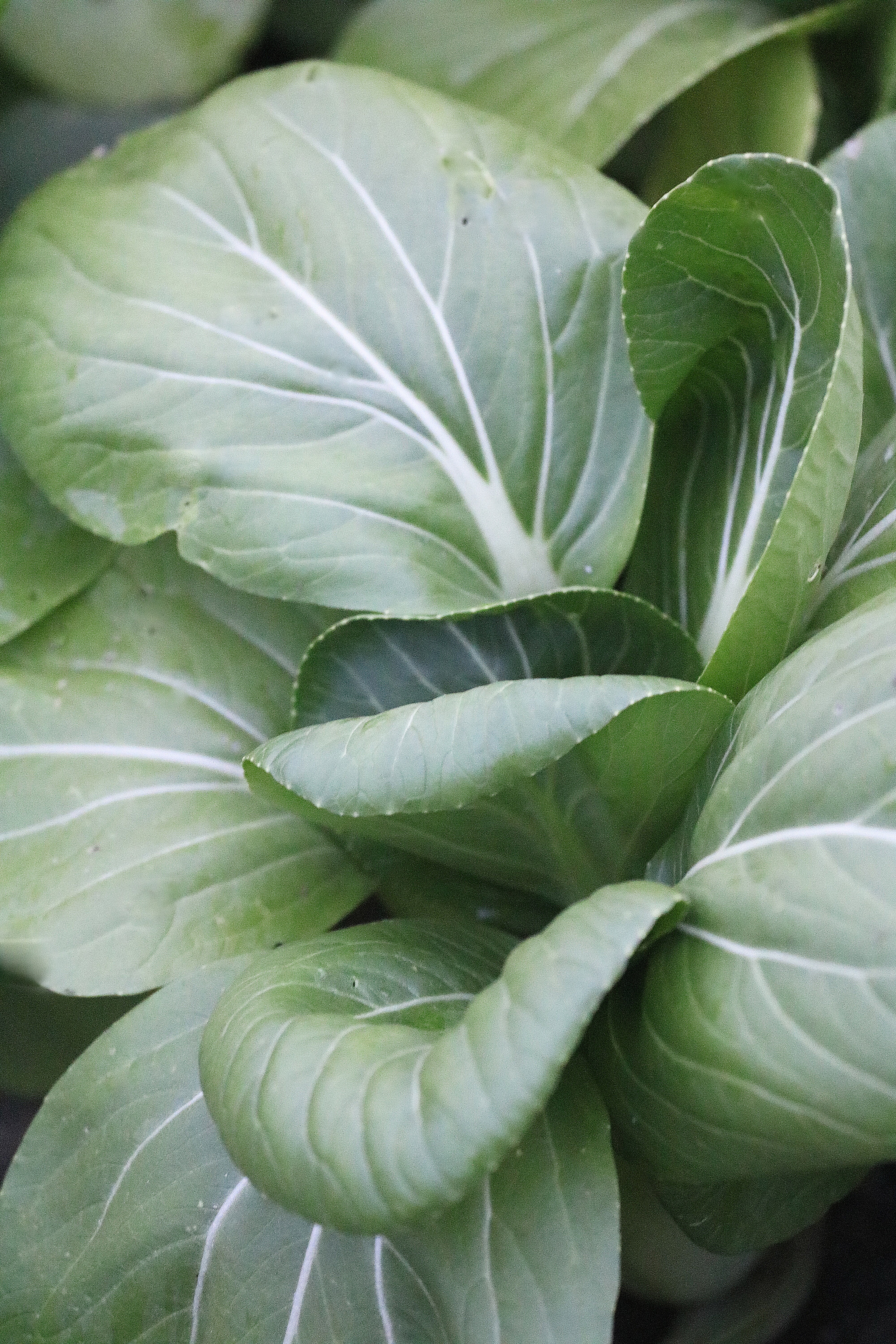 Shanghai Green Pak Choi