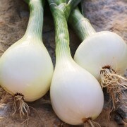 Walla Walla Onion