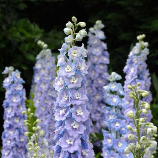 Raider Blue Delphinium