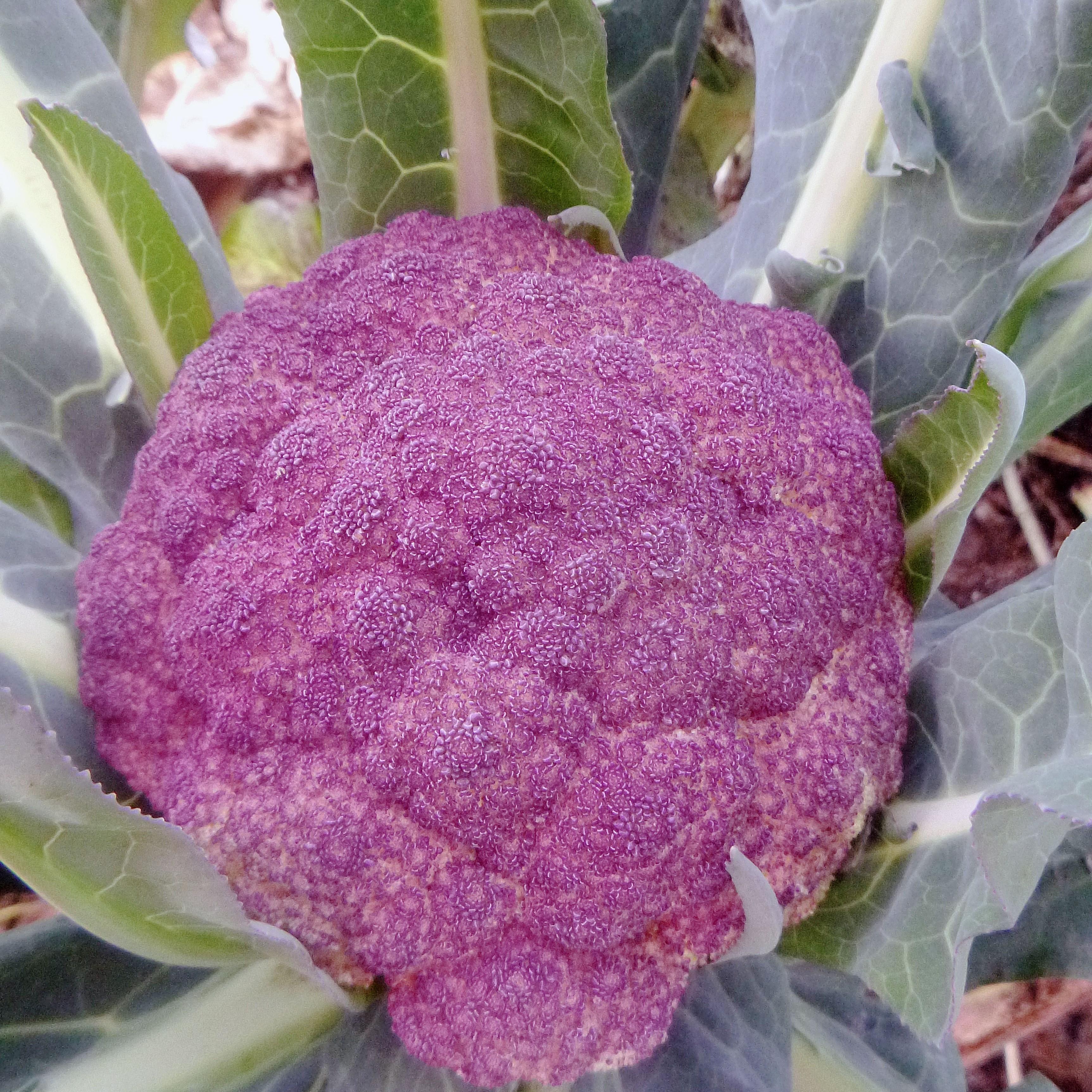 Di Sicilia Violetto Cauliflower