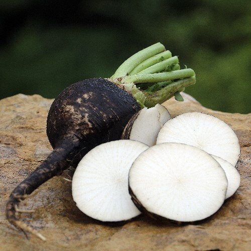 Spanish Black Round Radish