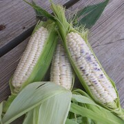 Corn with white and blue kernels.